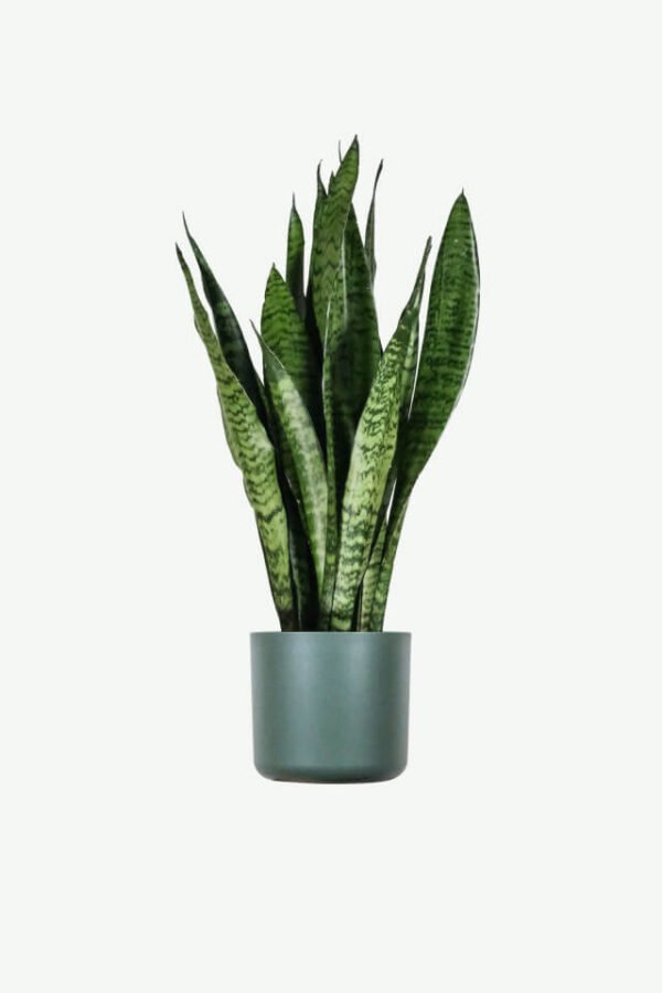 Sansevieria Laurentii